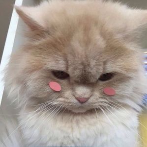 Meet your Posher, Agnes